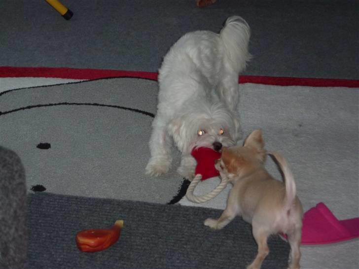 Chihuahua o~~ Diva ~~o billede 8