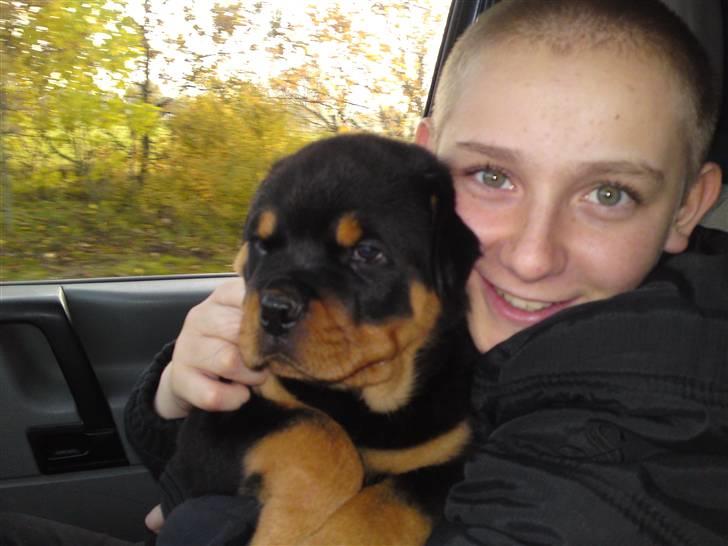 Rottweiler Urgos billede 5