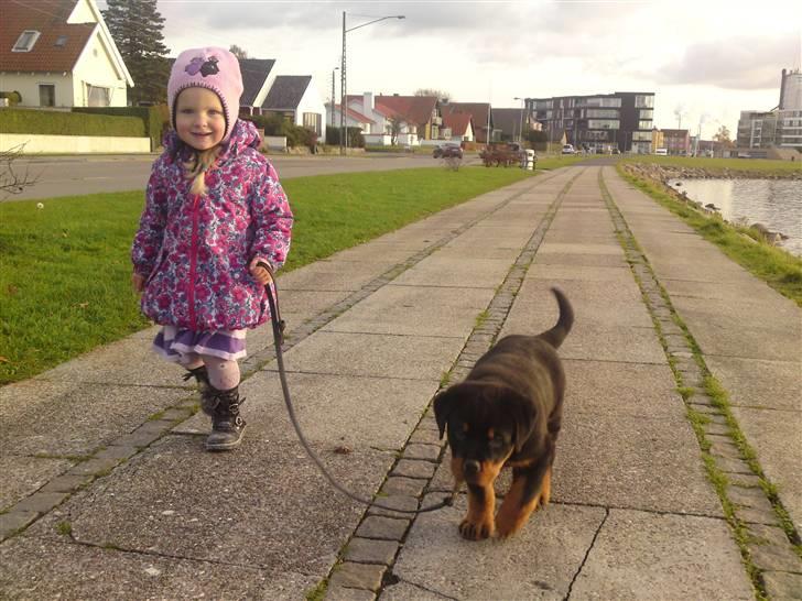 Rottweiler Urgos billede 6