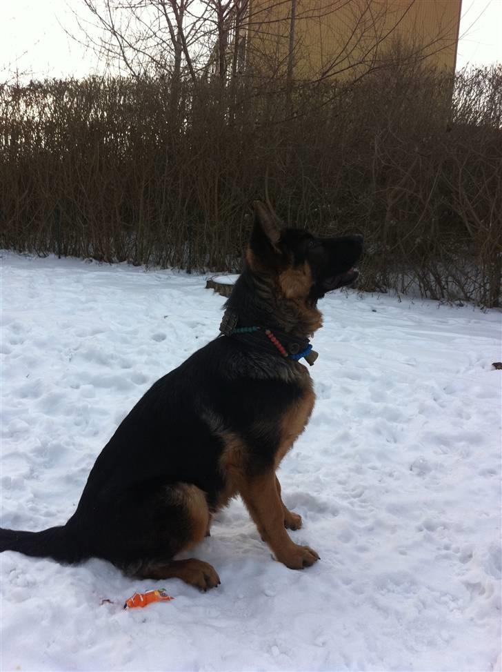 Schæferhund Efe (Amin) - 5,5 mdr billede 20