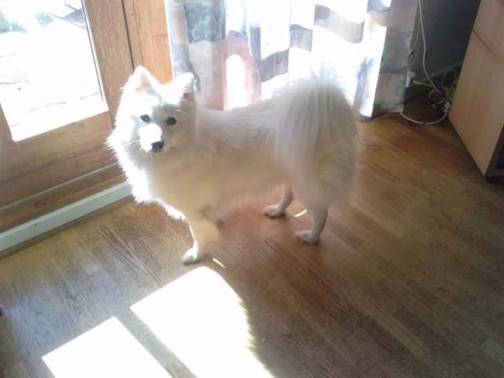 Japansk spids Mikka - Mikka 2 år. billede 6