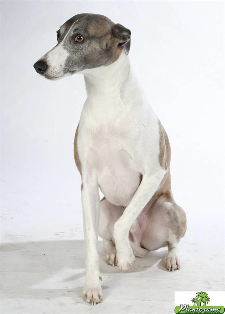 Whippet Newkins Matrix billede 11