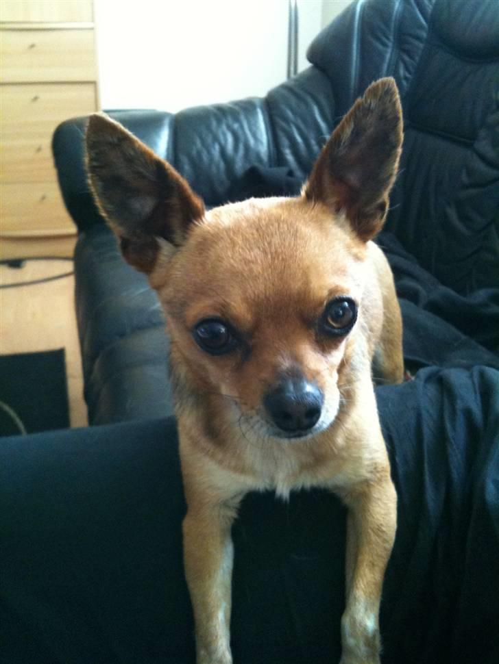 Chihuahua Cato - smukke dreng billede 1