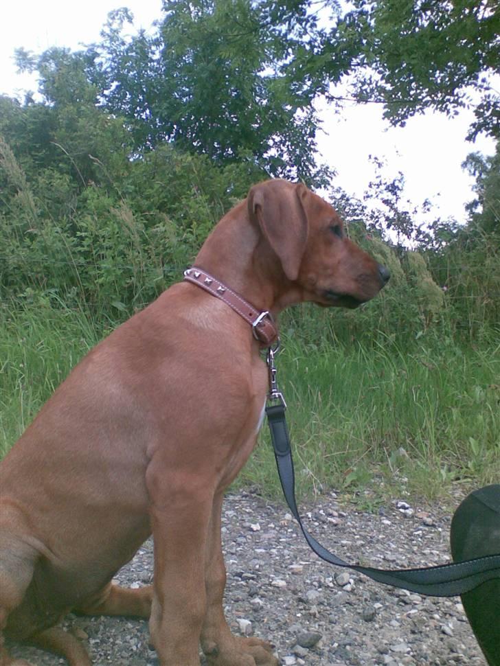 Rhodesian ridgeback Diamond billede 1