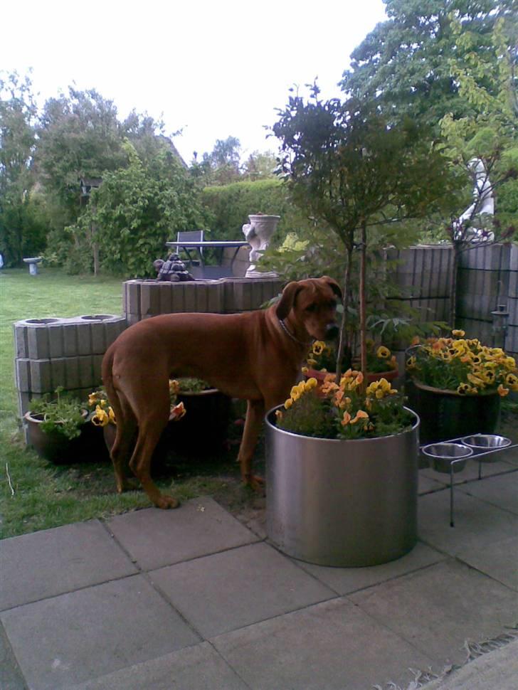 Rhodesian ridgeback Diamond billede 3