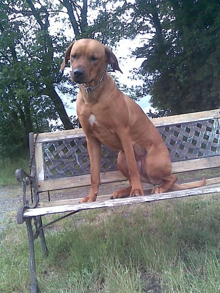 Rhodesian ridgeback Diamond billede 4