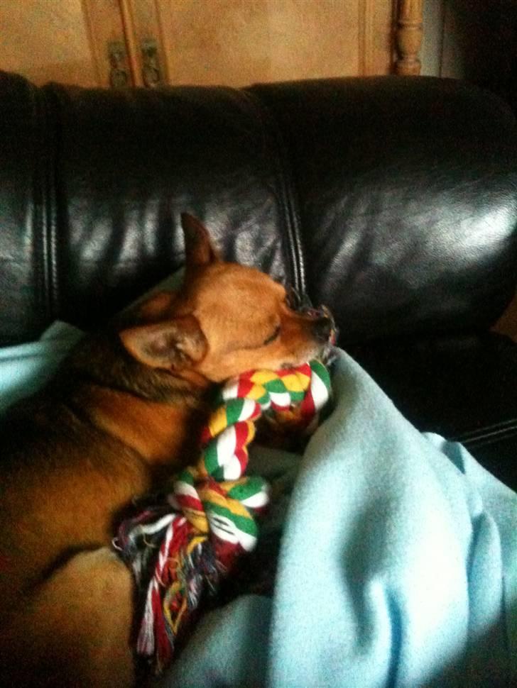 Chihuahua Cato billede 14