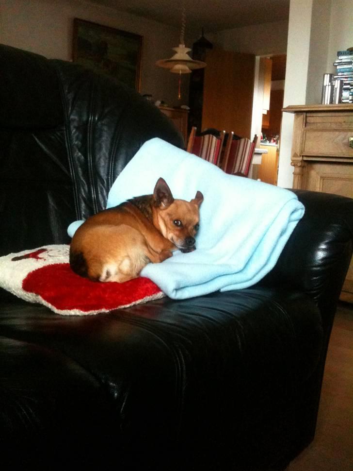 Chihuahua Cato billede 15