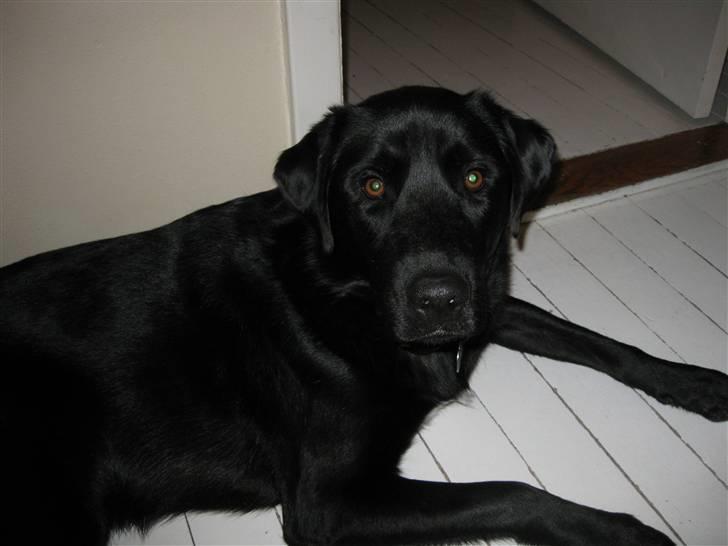 Blanding af racer Bailey billede 1