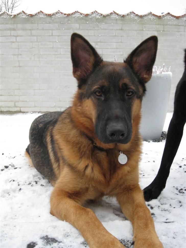 Schæferhund tjek billede 1