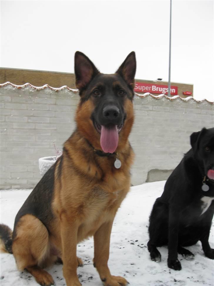 Schæferhund tjek billede 2