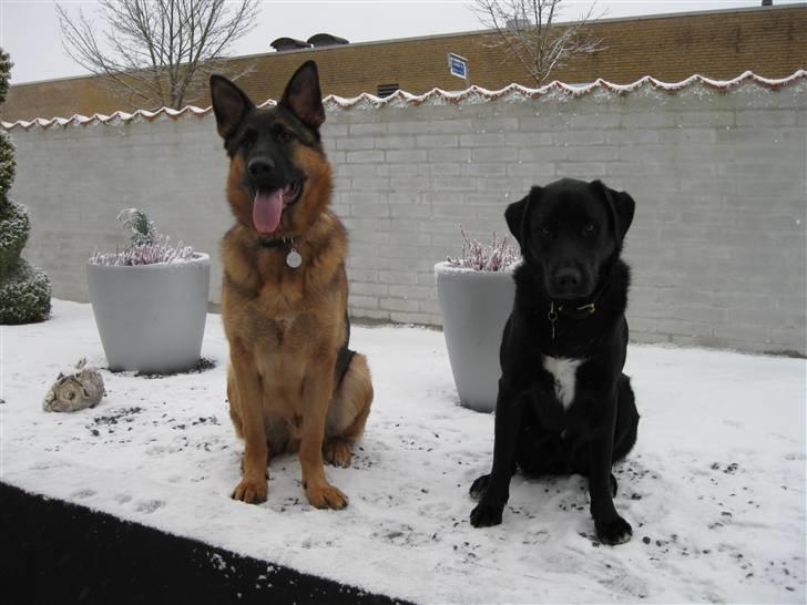 Schæferhund tjek billede 3