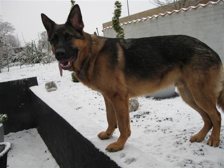 Schæferhund tjek billede 4