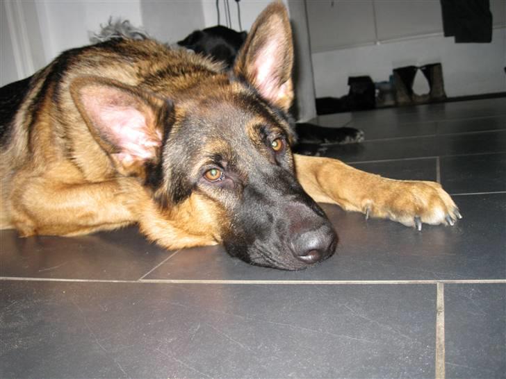 Schæferhund tjek billede 5