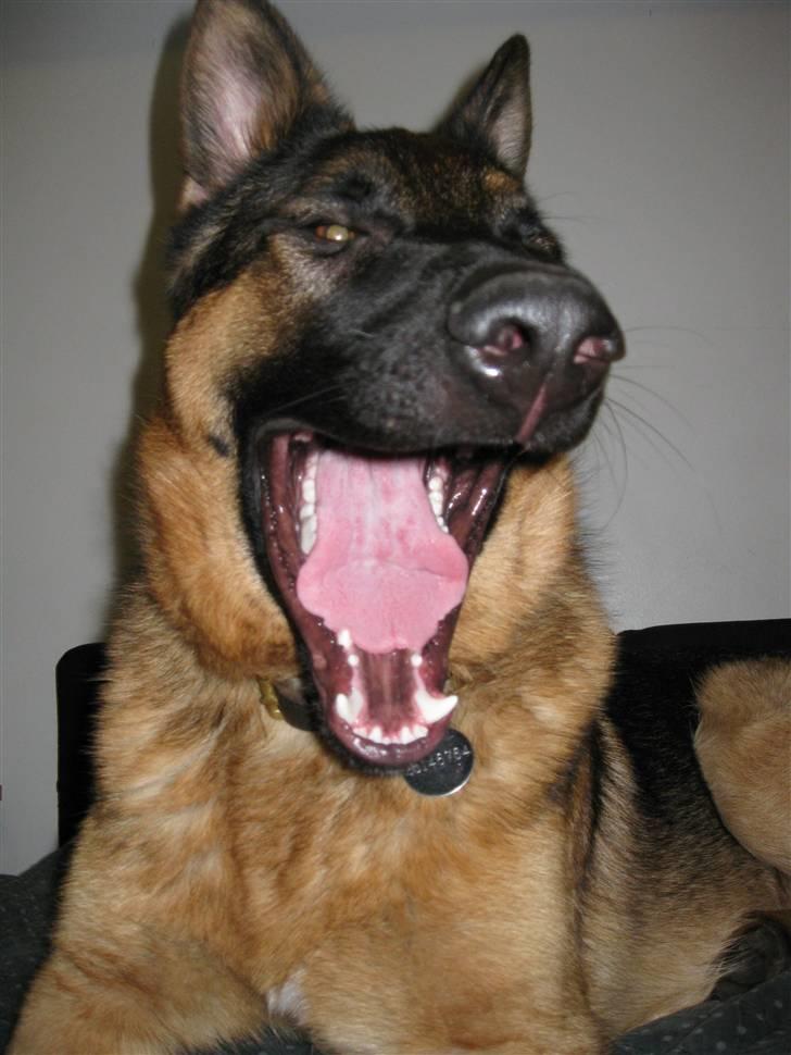 Schæferhund tjek billede 6