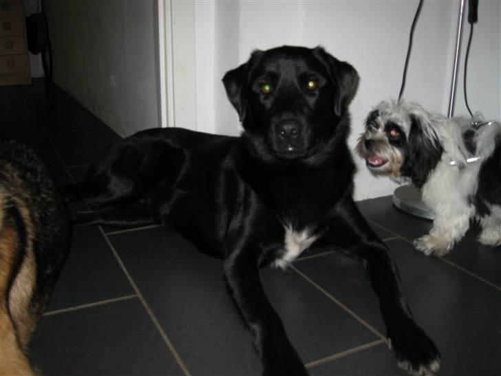 Blanding af racer Bailey billede 2