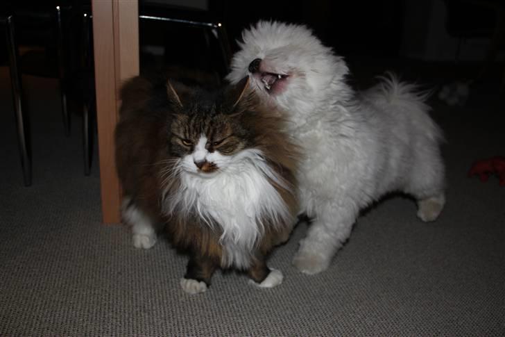 Coton de tulear NORNOKI  - Noki februar 2011 foto: mig billede 15