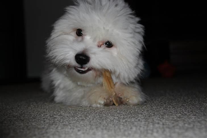 Coton de tulear NORNOKI  - Noki februar 2011 foto: mig billede 17