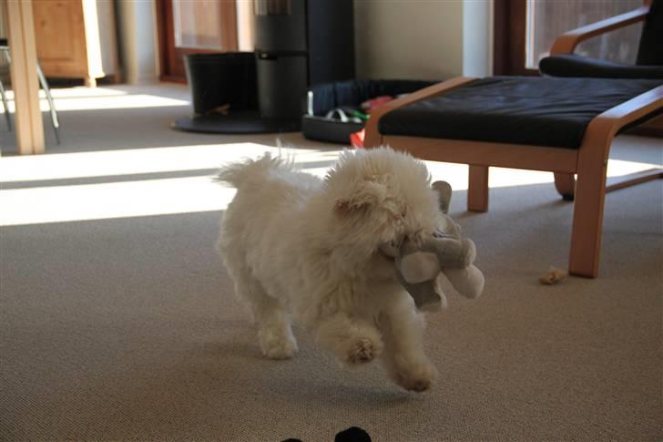 Coton de tulear NORNOKI  - Wuhu, legetøj :D foto: mig billede 18