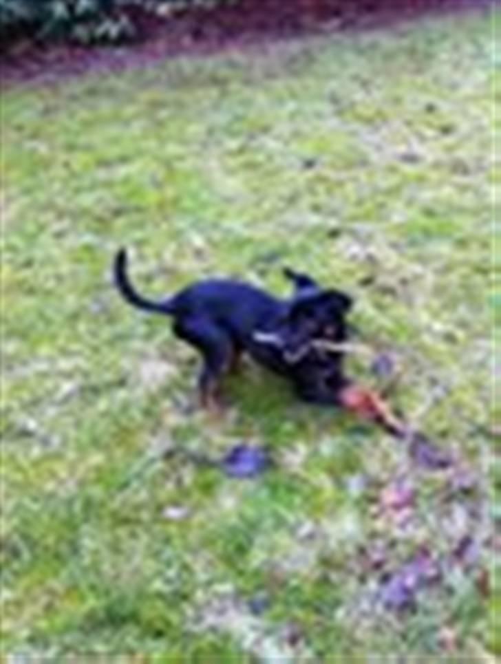 Blanding af racer Lille mand - NYT.. leger med pind - nu 2,3 kg billede 14