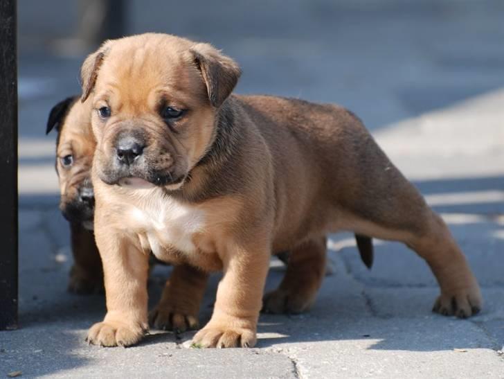 Olde english bulldogge NIels Knudsen billede 2