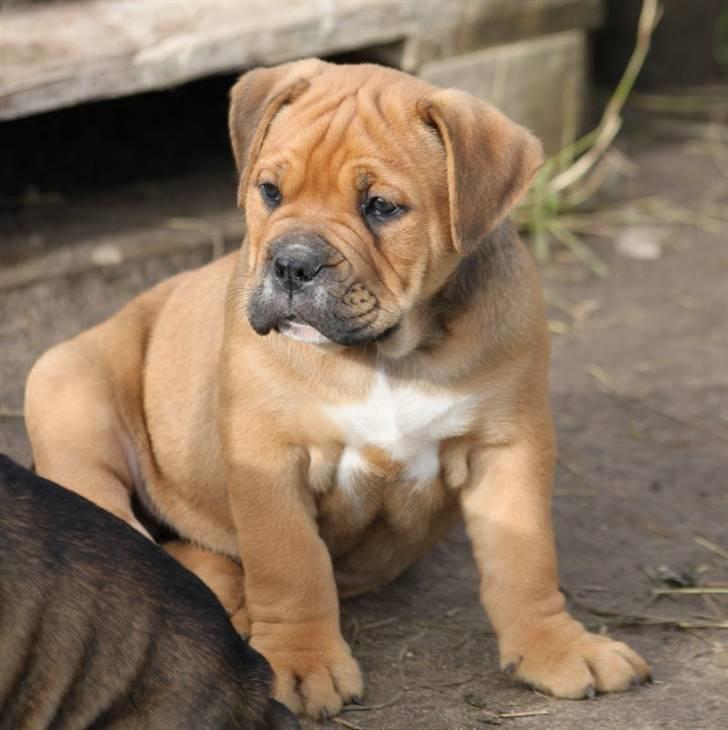 Olde english bulldogge NIels Knudsen billede 3