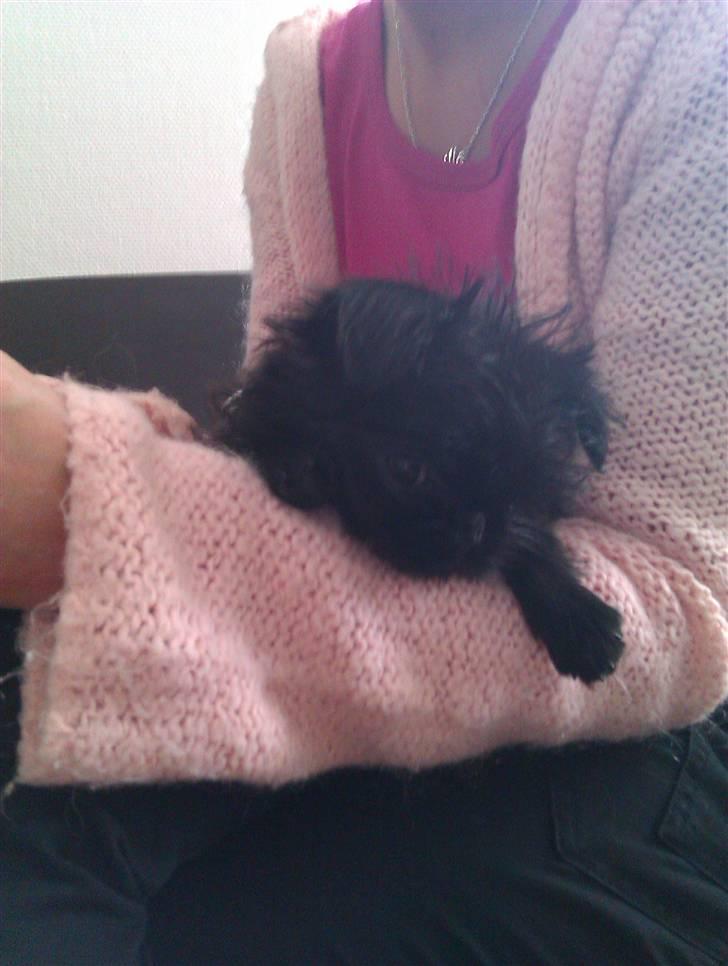 Griffon belge Bertram billede 14