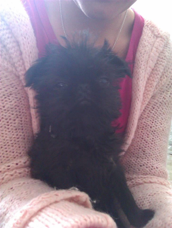 Griffon belge Bertram billede 15