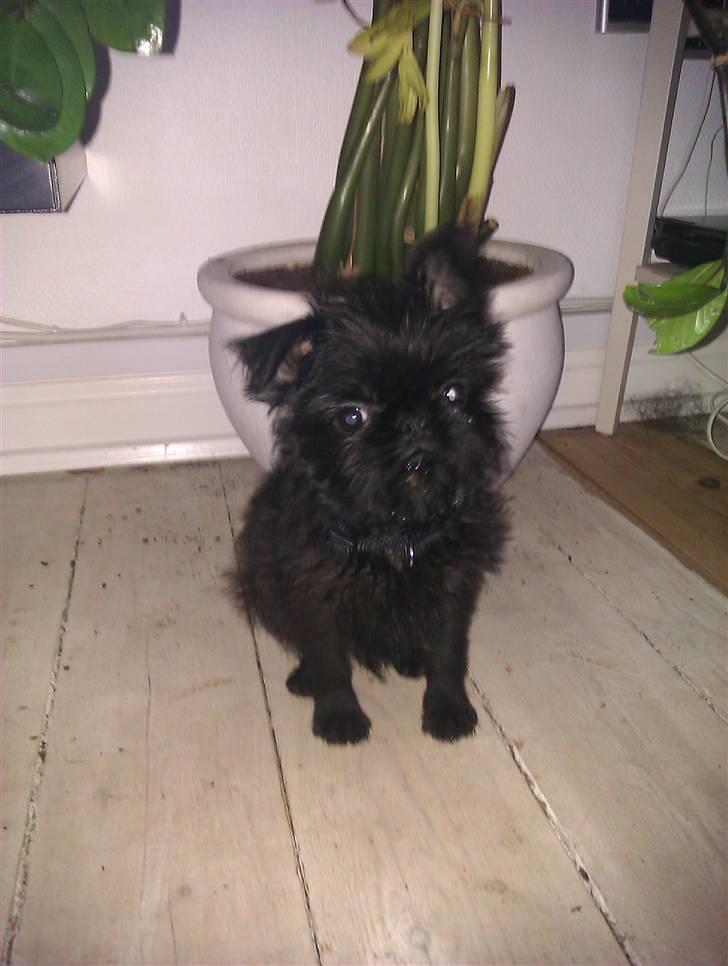 Griffon belge Bertram - "..jeg har ikke roddet i jorden i mors gulv plante...fnis fnis.." billede 16