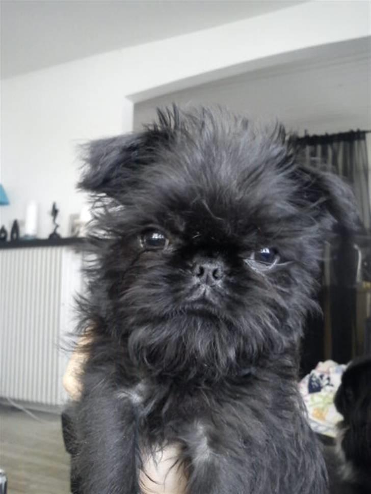 Griffon belge Bertram - Skønno mig.. billede 17