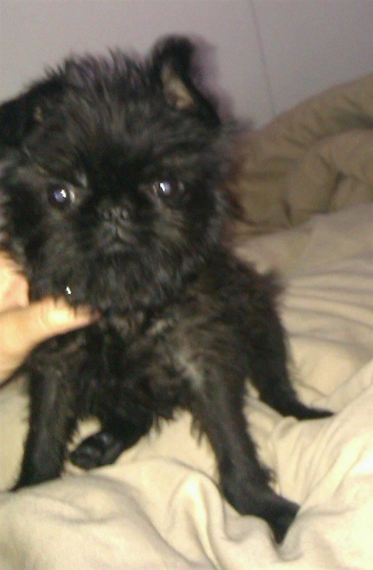 Griffon belge Bertram billede 18