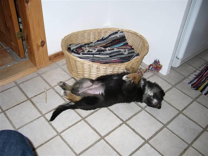 Islandsk fårehund Godrumgaards Skessa billede 4