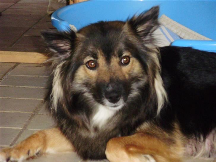 Islandsk fårehund Godrumgaards Skessa billede 5