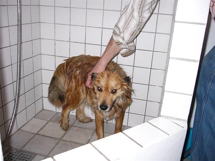 Islandsk fårehund Godrumgaards Hekla - Det er hvad der sker når man hensynsløst ruller sig i afføring... billede 2