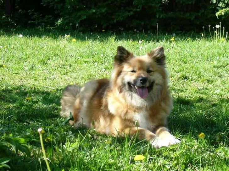 Islandsk fårehund Godrumgaards Hekla billede 3