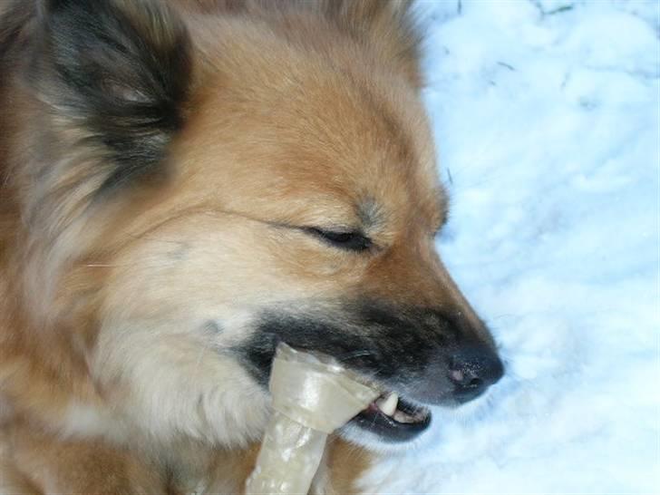 Islandsk fårehund Godrumgaards Hekla billede 5