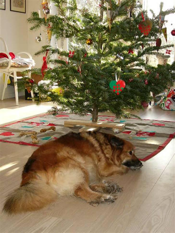 Islandsk fårehund Godrumgaards Hekla billede 6