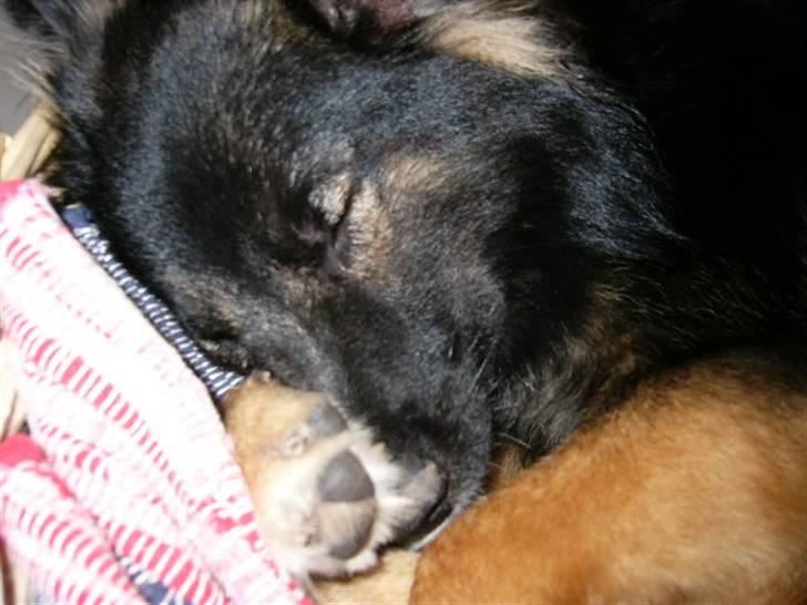 Islandsk fårehund Godrumgaards Skessa billede 6