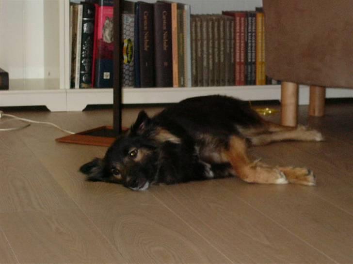 Islandsk fårehund Godrumgaards Skessa billede 7