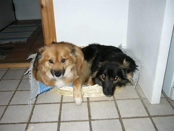 Islandsk fårehund Godrumgaards Skessa billede 8