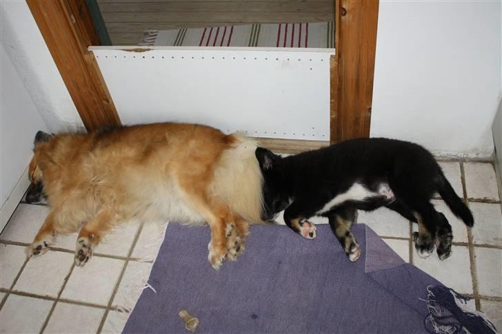 Islandsk fårehund Pil billede 3