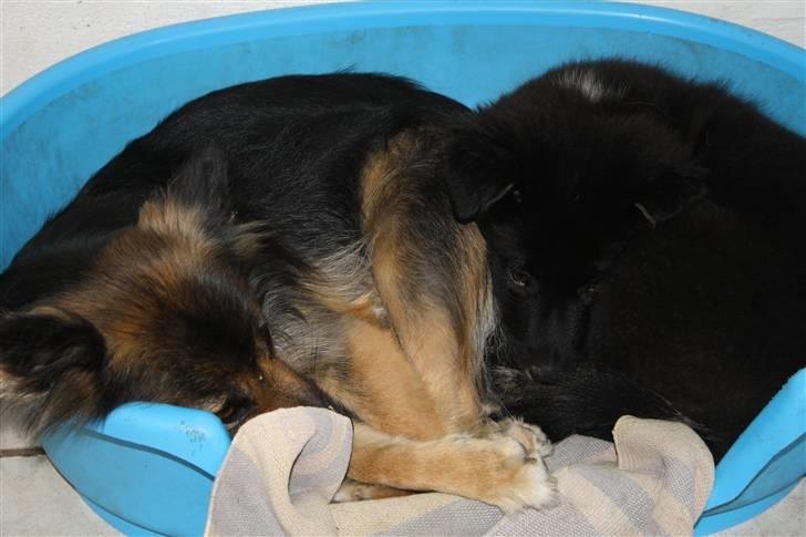 Islandsk fårehund Pil billede 4