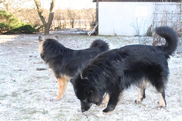 Islandsk fårehund Pil billede 5