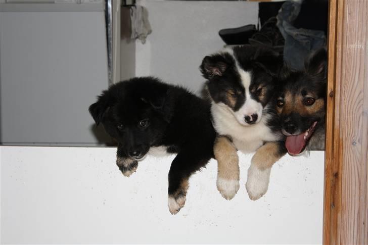 Islandsk fårehund Pil billede 6