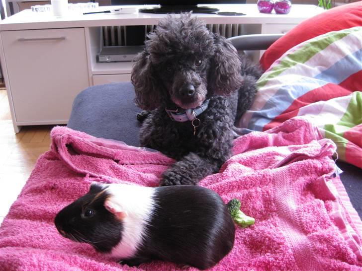 Dværgpuddel Monty billede 6