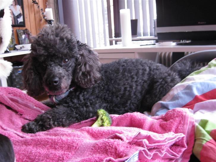 Dværgpuddel Monty billede 7