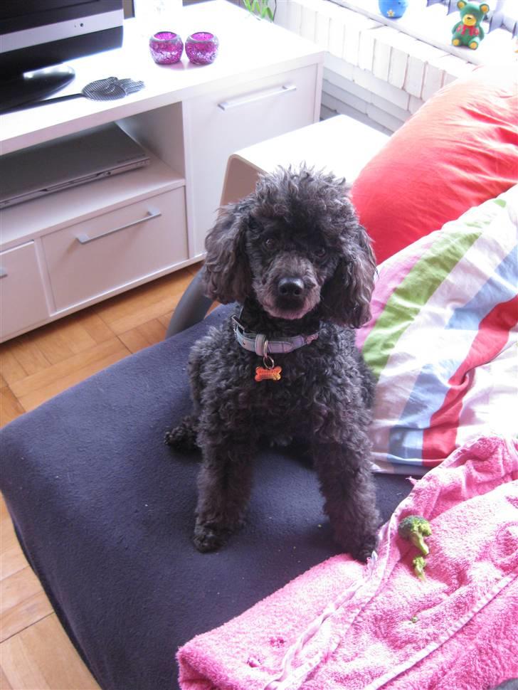 Dværgpuddel Monty billede 8