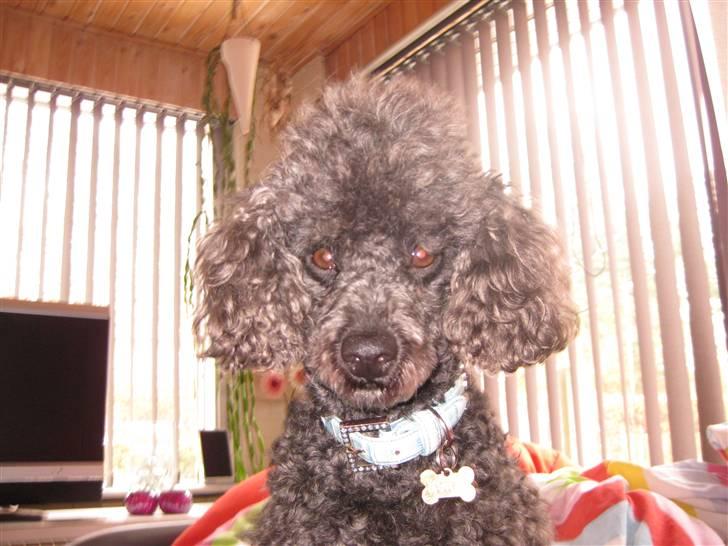 Dværgpuddel Monty billede 9