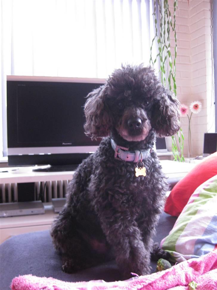 Dværgpuddel Monty billede 10