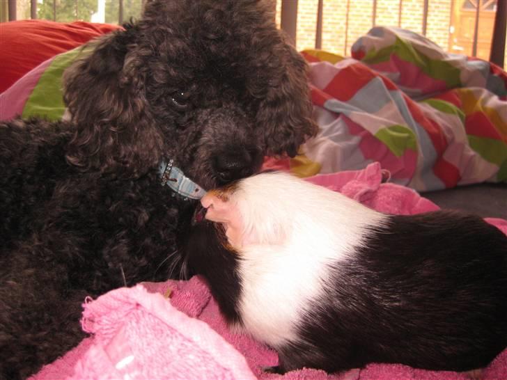 Dværgpuddel Monty billede 11